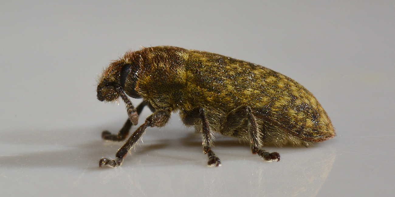 Curculionidae: Rhinocyllus conicus?  S!